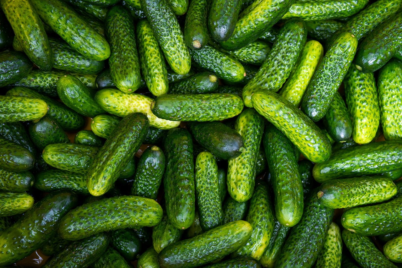 cucumber, pickle, gherkin-5453364.jpg